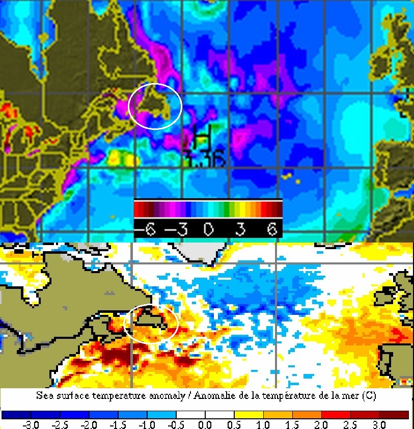 SST anomaly nord atlantic